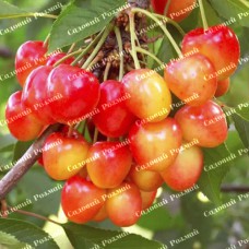 Саджанці черешні «Розовинка Рання» - 1-річний