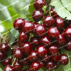 Саджанці черешні «Скіна» - 1-річний