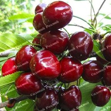 Саджанці черешні «Стаккато» - 1-річний