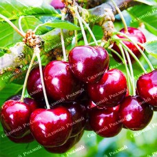 Саджанці черешні «Світхарт» - 1-річний