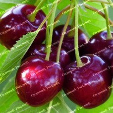 Саджанці черешні «Тамара» - 1-річний