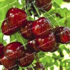 Саджанці черешні «Техлован» - 1-річний