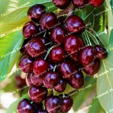 Саджанці черешні «Валерій Чкалов» - 1-річний