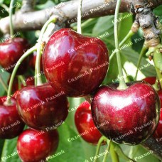 Саджанці черешні «Великоплідна» - 1-річний