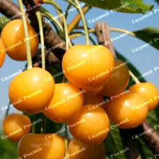 Саджанці черешні «Великоплідна Жовта» - 1-річний