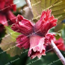 Саджанці фундука «Ламберта» - 2-річний