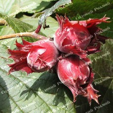 Саджанці фундука «Сірена» (сіянець) - 2-річний