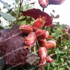 Саджанці фундука «Варшавський» (сіянець) - 2-річний