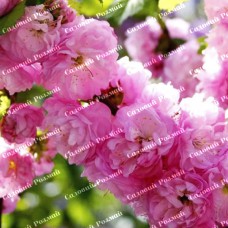 Саджанці декоративного мигдалю «Квітучий Рожевий»