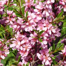 Саджанці декоративного мигдалю «Ледебура»