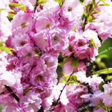 Саджанці декоративного мигдалю «Мультиплекс»