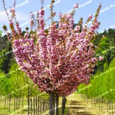 Саджанці декоративного мигдалю на штамбі «Рожевий Квітучий»