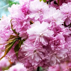 Саджанці декоративного мигдалю «Плена»