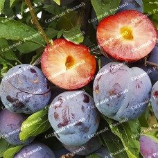 Саджанці диплоїдної сливи «Бербанк Гігант» - 1-річний