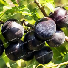 Саджанці диплоїдної сливи «Блек Амбер» - 1-річний