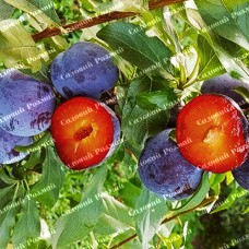 Саджанці диплоїдної сливи «Блек Даймонд» - 1-річний