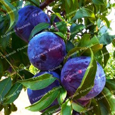 Саджанці диплоїдної сливи «Блек Голд» - 1-річний