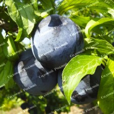 Саджанці диплоїдної сливи «Блек Стар» - 1-річний