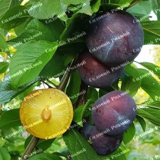 Саджанці диплоїдної сливи «Блю Кармен» - 1-річний