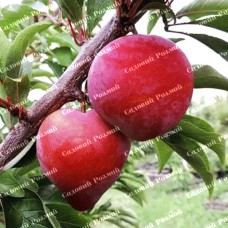 Саджанці диплоїдної сливи «Формоза» - 1-річний