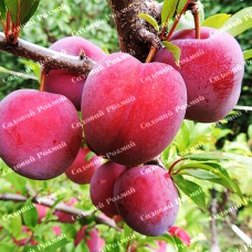 Саджанці диплоїдної сливи «Оцарк Прем'єр» - 1-річний