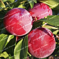 Саджанці диплоїдної сливи «Ред Харт» - 1-річний