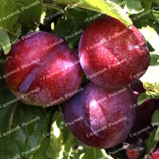 Саджанці диплоїдної сливи «Рубі Кранч» - 1-річний