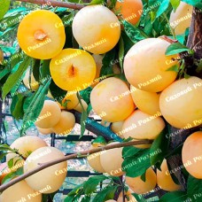 Саджанці диплоїдної сливи «То-Че-Сан» - 1-річний