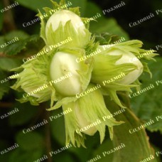 Саджанці фундука «Бадіус» - 2-річний