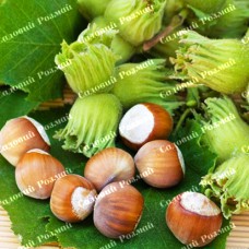 Саджанці фундука «Барселонський» - 2-річний