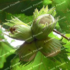 Саджанці фундука «Боровський» - 2-річний