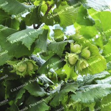 Саджанці фундука «Долинський» (сіянець) - 2-річний