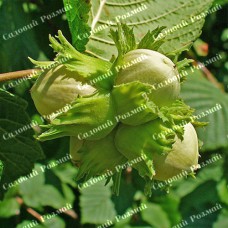 Саджанці фундука «Каталонський» - 2-річний