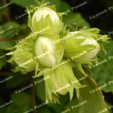 Саджанці фундука «Керасунд» (сіянець) - 2-річний