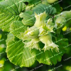 Саджанці фундука «Морозівський» (сіянець) - 2-річний