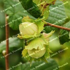 Саджанці фундука «Ноттінгемський» (сіянець) - 2-річний