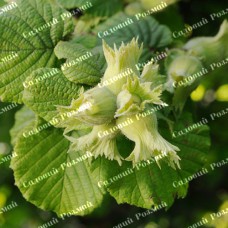 Саджанці фундука «Президент» (Караманівський) - 2-річний