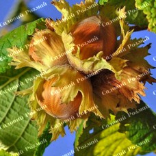 Саджанці фундука «Шедевр» (сіянець) - 2-річний