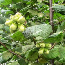 Саджанці фундука «Степовий» (сіянець) - 2-річний