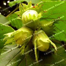 Саджанці фундука «Трапезунд» - 2-річний