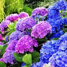 Саджанці гортензії «Хамелеон»