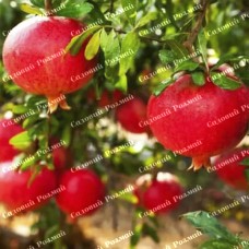 Саджанці гранату «Ак-дона»