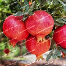 Саджанці гранату «Азіатський»