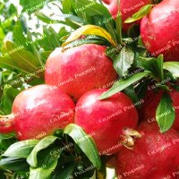 Саджанці гранату «Галюша» (черенкований)