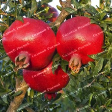 Саджанці гранату «Грінго»