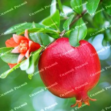 Саджанці гранату «Кримський Рожевий»