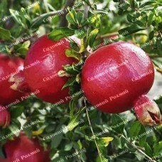 Саджанці гранату «Нікітський Ранній»