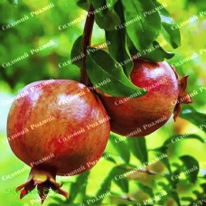 Саджанці гранату «Східний»