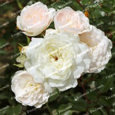Саджанці грунтопокривних троянд «Біла Махрова»