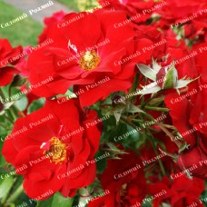 Саджанці грунтопокривних троянд «Олександр фон Гумбольдт»